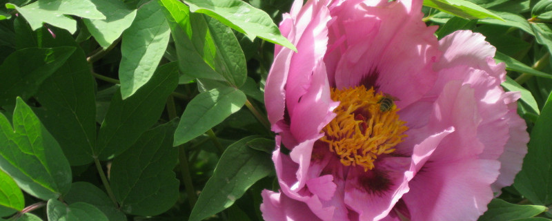 牡丹花移栽方法 牡丹花移栽注意事项