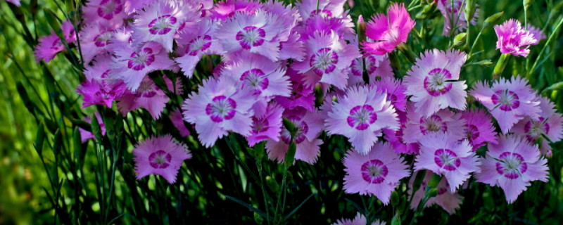 康乃馨花语代表什么 橘黄色康乃馨花语代表什么