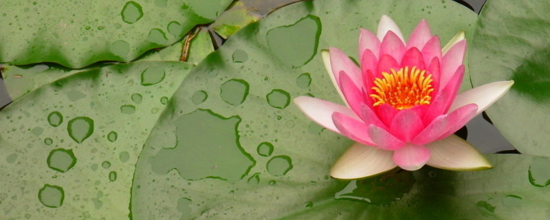 养殖荷花不放土可以吗 盆栽荷花不用土可以吗