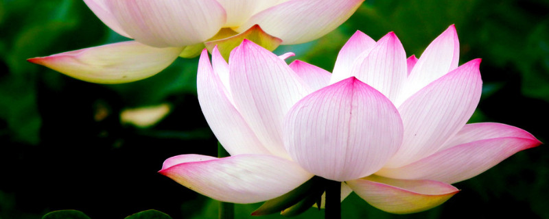 荷花水培会长莲蓬吗（水培莲花会开花吗）