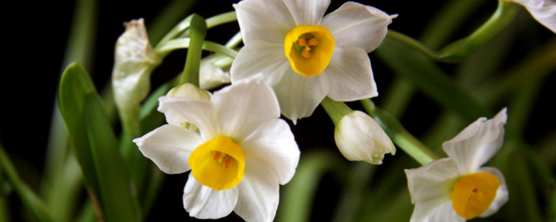 水仙从发芽到开花要多久 水仙花从发芽到开花要多久