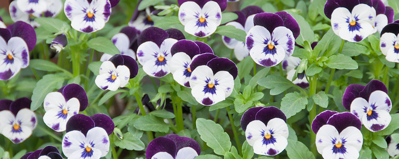 三色堇会结种子吗（三色堇种子长什么样）