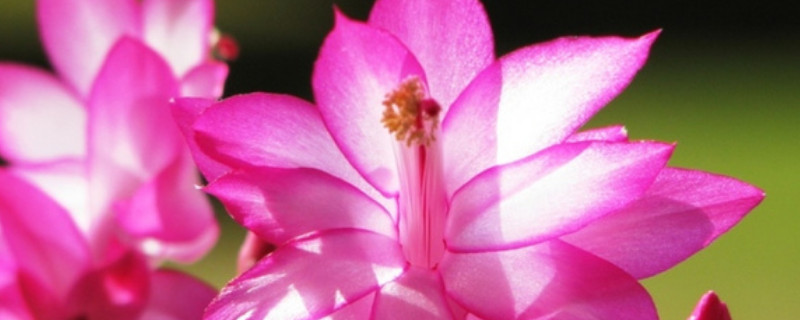 蟹爪兰怎么嫁接