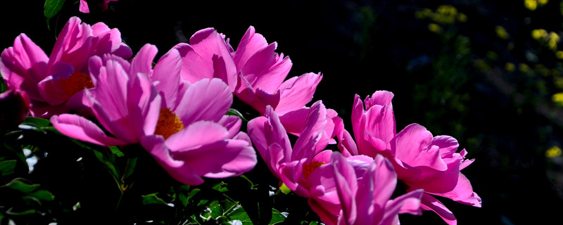 芍药怎么修剪（芍药怎么修剪开完花）