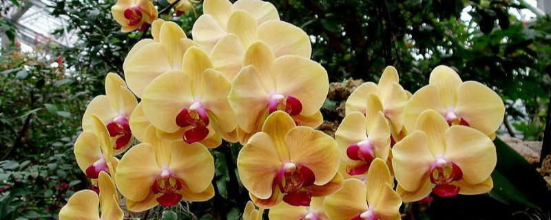 蝴蝶兰适合什么样的花盆（什么样的花盆适合养蝴蝶兰）