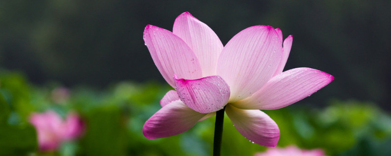 盆栽荷花叶子太多怎么办 荷花叶子多了怎么处理