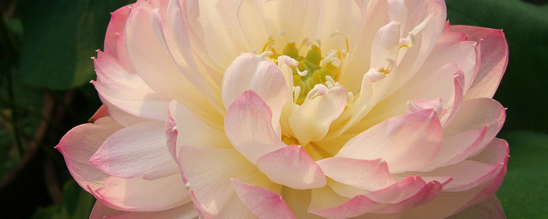 芙蓉花秋天开吗 芙蓉花春天开的吗