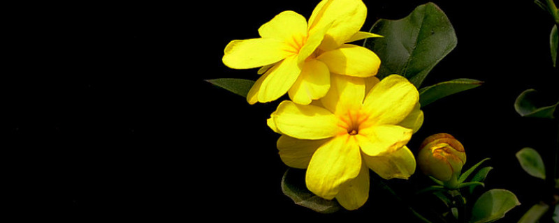 迎春花有了油汗怎么办 迎春花起了油汗怎么办