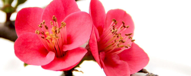 海棠花耐寒多少度（海棠花能耐寒多少度）