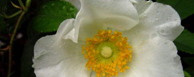 金樱子怎样算成熟 金樱子成熟期