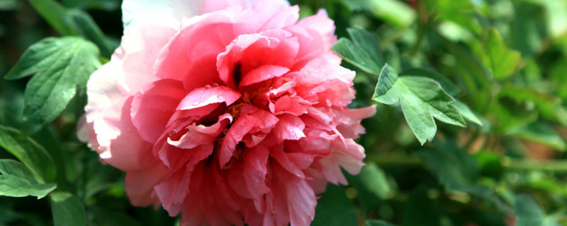 牡丹开花前怎么施肥（牡丹开花前要施肥吗）