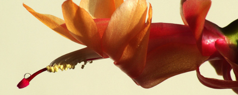 蟹爪兰的叶子焉了是怎么回事（蟹爪兰叶子发蔫）