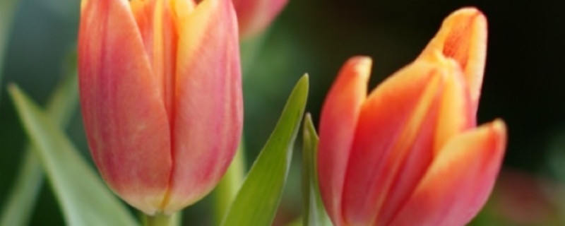 郁金香的种植方法和时间（关于水培郁金香的种植方法）