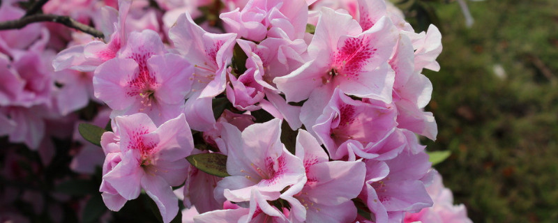 杜鹃花刚开就焉了什么原因（杜鹃花没开就蔫了是什么原因）