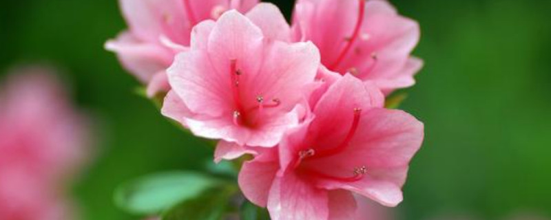 杜鹃花叶子死了是什么原因（杜鹃花现在叶子都掉了是不是死了?）