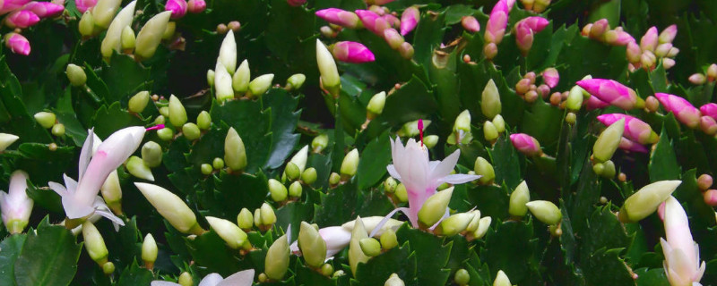 蟹爪兰冬天怎么养 蟹爪兰冬天怎么养殖才能让它开花漂亮