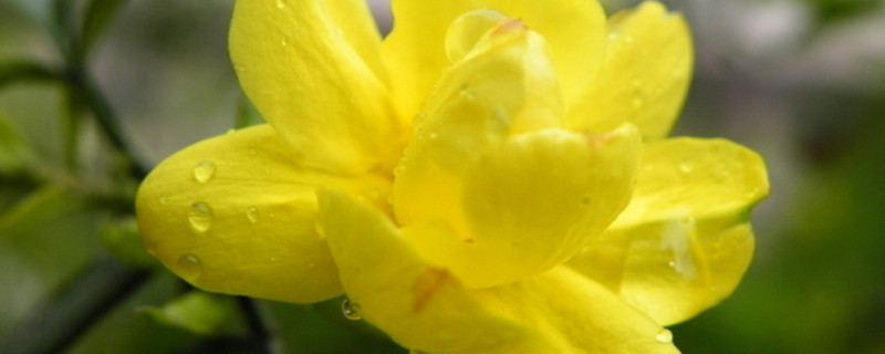 迎春花老桩干枯了怎么办（迎春花枝条干枯怎么办）