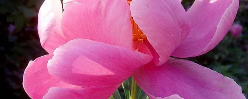 芍药可以暴晒吗（芍药能暴晒吗）