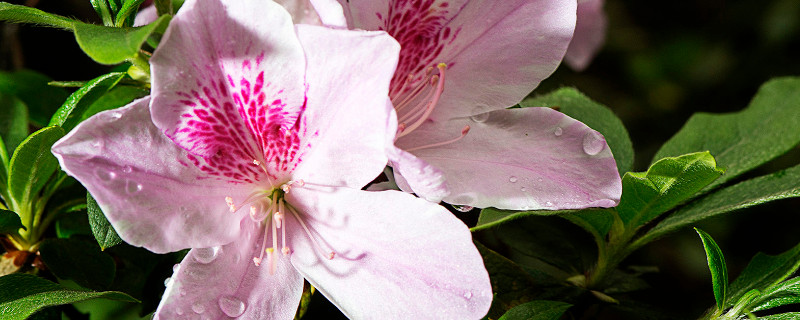 刚买的杜鹃花有花苞能换盆吗 有花苞的杜鹃什么时候合适换盆