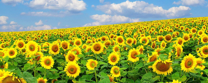 向日葵送几朵含义 向日葵送几朵含义送老师