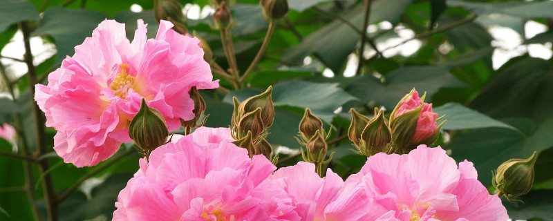 芙蓉花冬天开花吗 芙蓉花能过冬吗