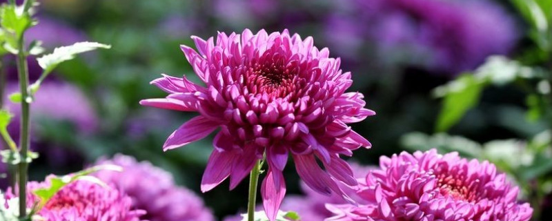 水养菊花叶子发黄干枯（刚栽的菊花叶子为什么变黄）