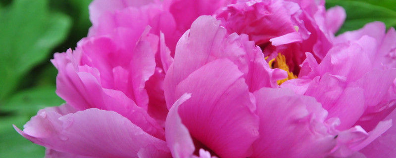 牡丹种植后不平茬栽不活吗 牡丹移栽时要平茬吗