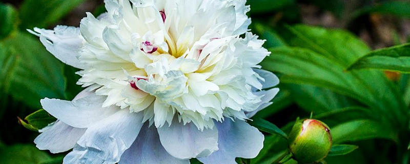 芍药什么时候换盆土好 芍药盆栽用什么土