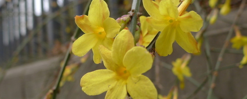 迎春花能嫁接吗（迎春花现在能移栽吗）