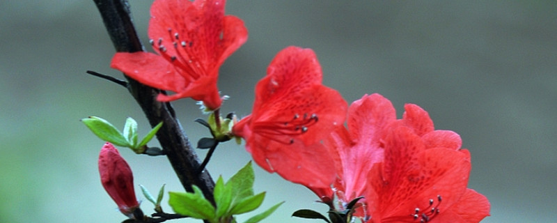 杜鹃花叶子可以喷水吗 杜鹃花叶子上可以喷水吗