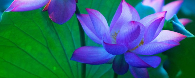 为什么荷花叶子会变黑 荷花黑叶是怎么回事