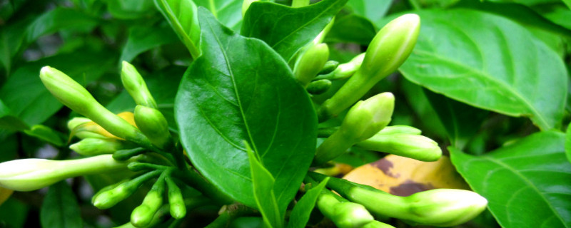 栀子花叶蔫了补救妙招（栀子花花蔫了怎么救活）