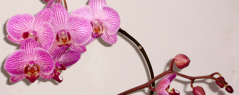 蝴蝶兰的根有两种吗（蝴蝶兰的根和茎如何区分）