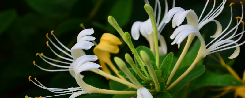 金银花叶尖枯萎的原因(金银花叶子枯萎了是怎么回事)