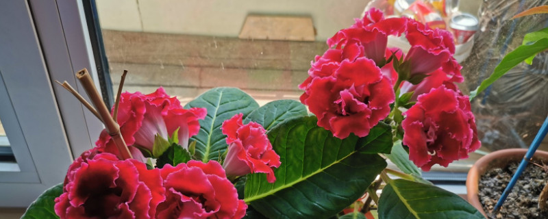 盆栽芙蓉花怎么修剪 芙蓉花在什么剪修