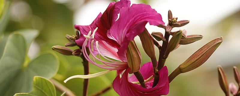 紫荆花一般几年开花（紫荆花能开多长时间）