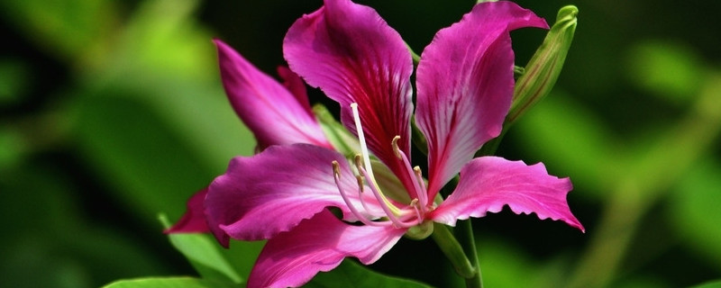 紫荆花生长在什么季节（紫荆花是什么季节）