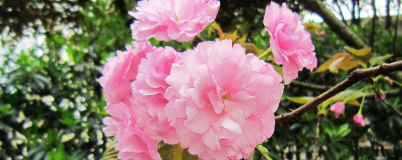 樱花冬天能放在室外吗（樱花能过冬吗）