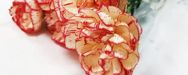 多头康乃馨怎么养（多头康乃馨怎么养水养）