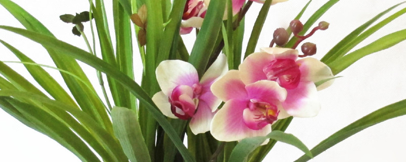 蝴蝶兰小苗几年能开花（蝴蝶兰大苗开花要多久）