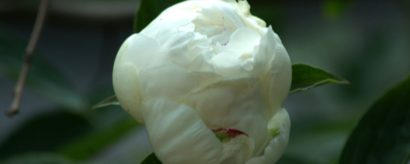 春天栽的芍药不开花怎么办 盆栽芍药不开花