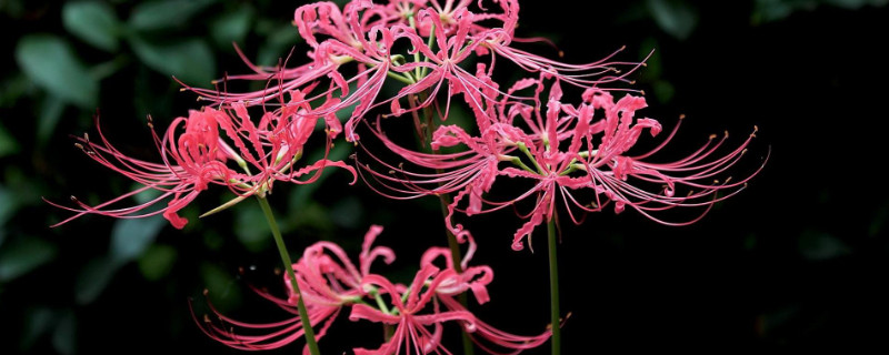 彼岸花需要多大的盆(彼岸花需要多大的花盆)