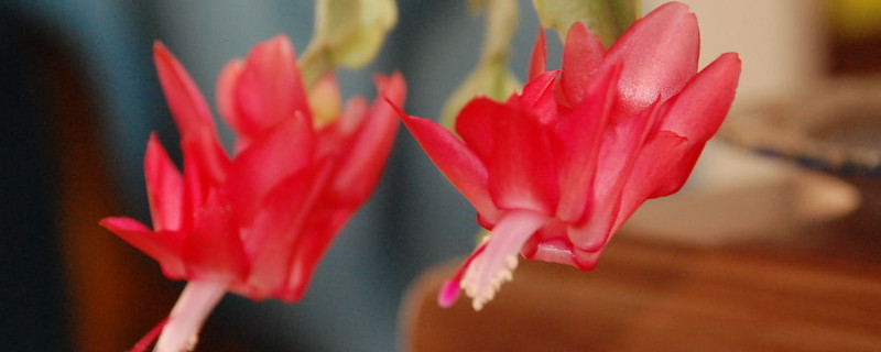 蟹爪兰怎么浇水 蟹爪兰怎么浇水好