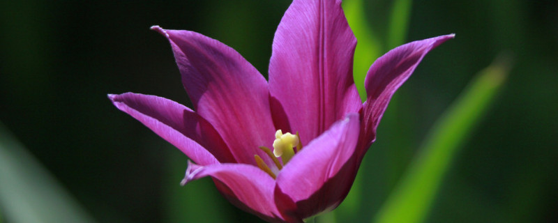 郁金香放在卧室有毒吗 郁金香有毒吗 能放在卧室里吗