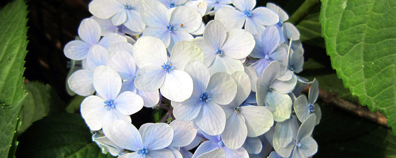 绣球如何快速开花 怎样使绣球开花