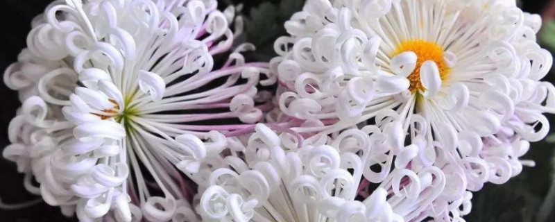 菊花浇水浇根还是浇叶 菊花盆栽浇水