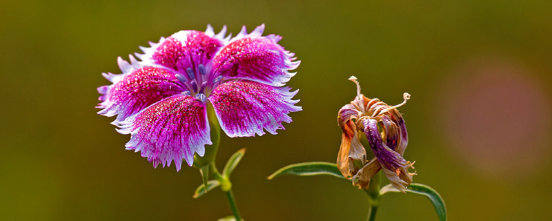 康乃馨如何插瓶 康乃馨玻璃瓶插法