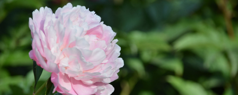 芍药花打籽吗（芍药有花籽吗）