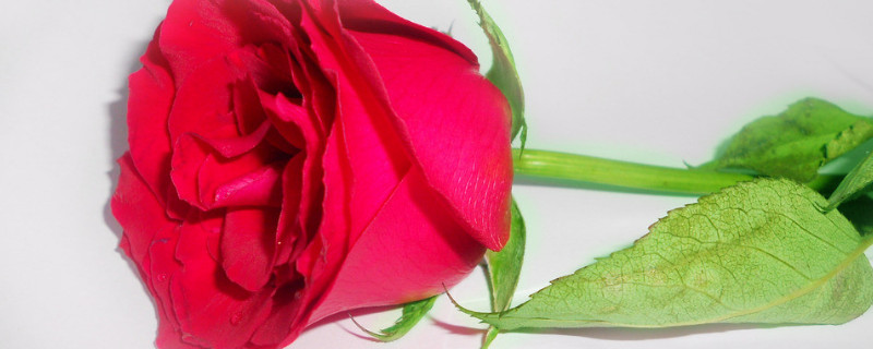 十七朵玫瑰代表什么意思 十七朵白玫瑰代表什么意思