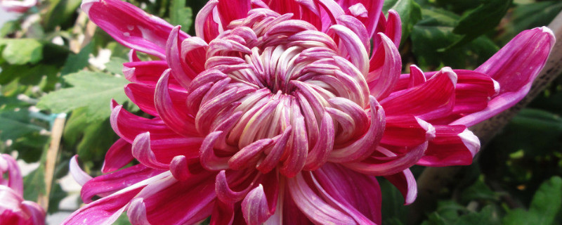 菊花盆栽能活多久（菊花能活多长时间盆栽的）